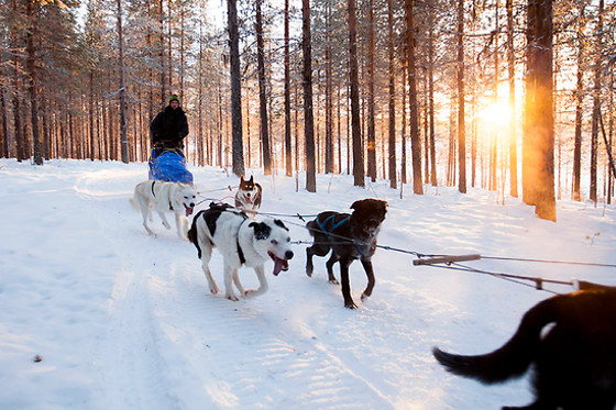 PROVA ATT KÖRA HUNDSPANN